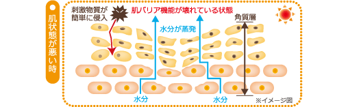 肌状態が悪い時 図解