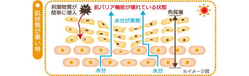 肌状態が悪い時　図解