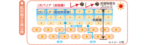 肌状態が正常な時 図解
