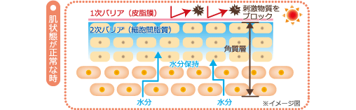 肌状態が正常な時　図解