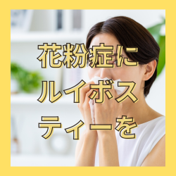 ルイボス